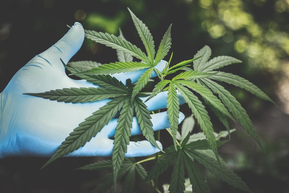 cbd  vente