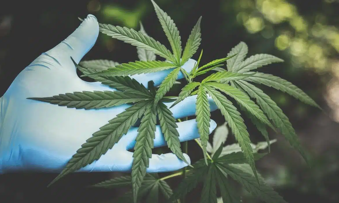 Les variétés de cannabis riches en CBD : un soulagement naturel pour les maladies chroniques