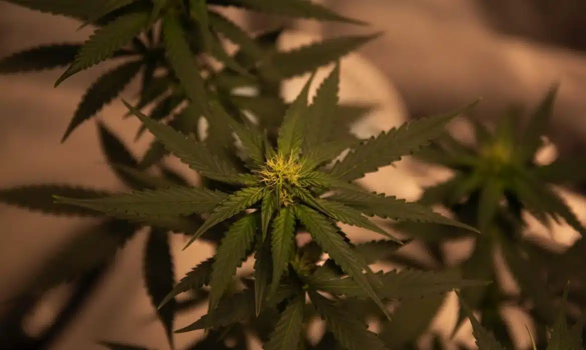 L’achat de CBD en ligne : les erreurs à éviter à tout prix
