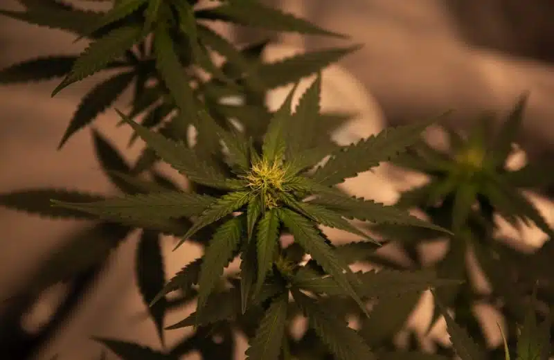 L’achat de CBD en ligne : les erreurs à éviter à tout prix