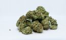 Quand récolter Critical 20 ?
