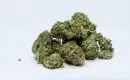 Quand récolter Critical 20 ?