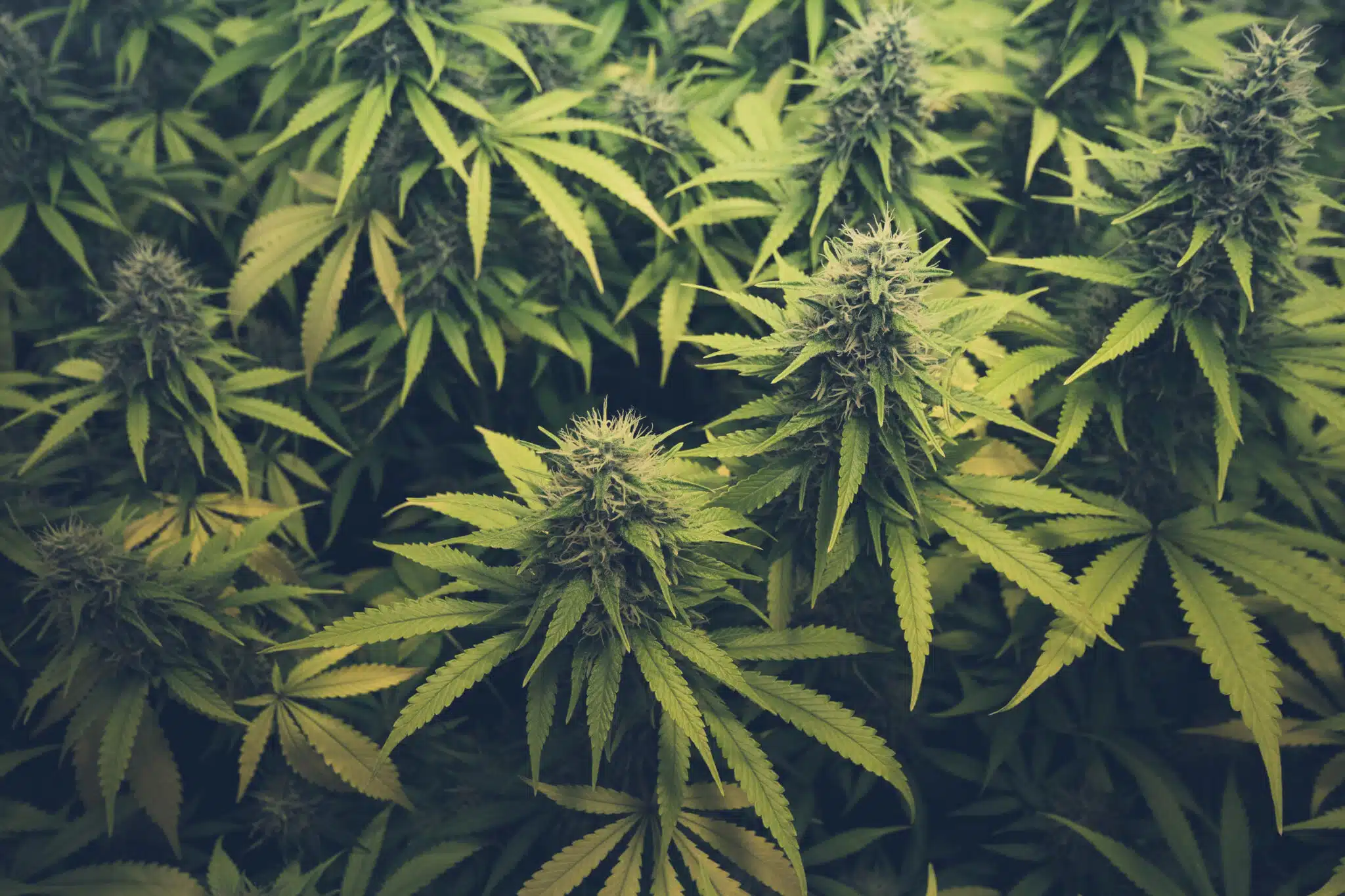 Analyse détaillée des effets et avantages potentiels des cannabinoïdes rares