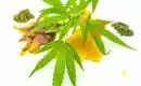 Propriétés de la H4CBD résine : relaxantes, calmantes et anti-stress