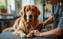 Couper les pattes d’un chien : conseils pratiques et astuces en 2025