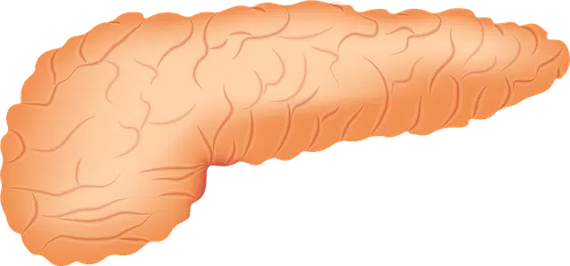 Quelles sont les deux fonctions du pancréas ?