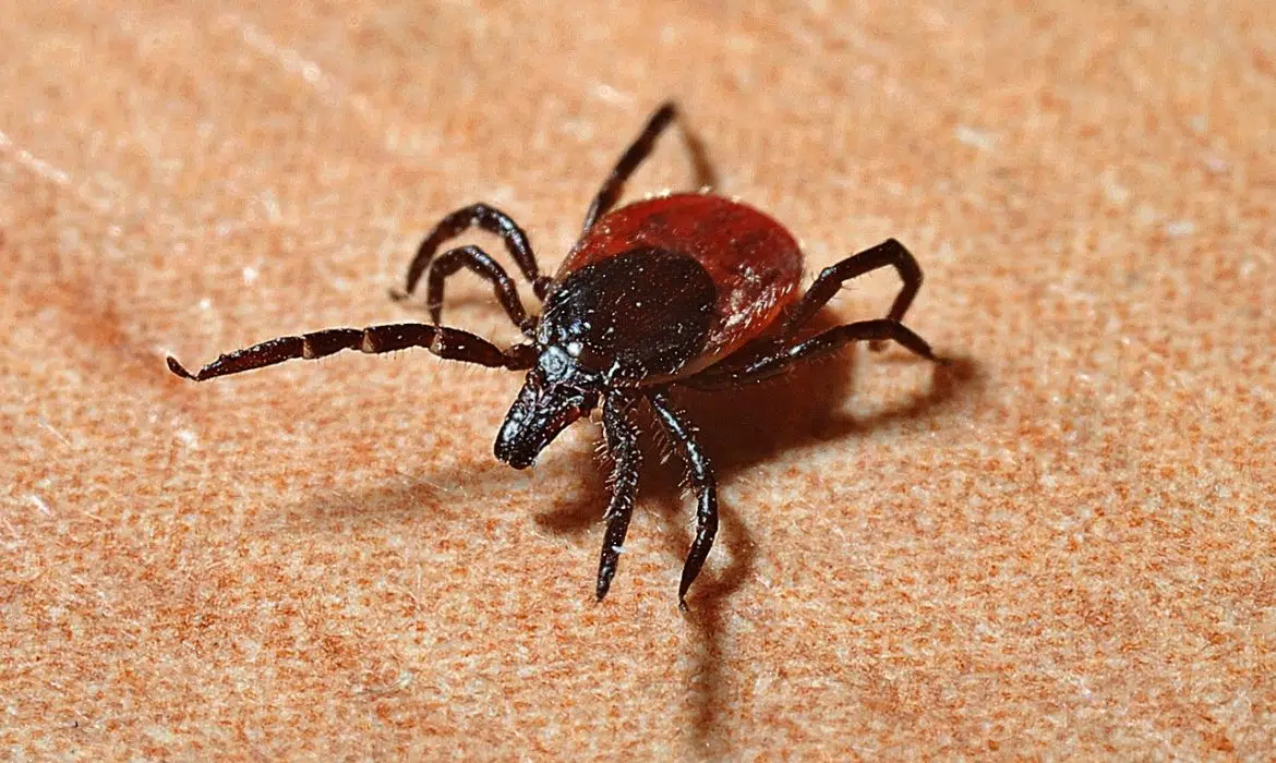 Où passer le test pour la maladie de Lyme ?