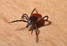 Où passer le test pour la maladie de Lyme ?