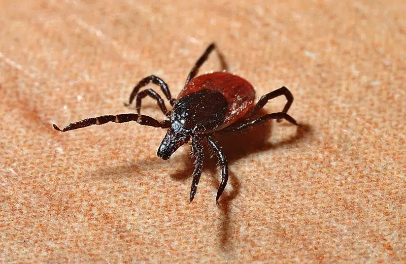 Où passer le test pour la maladie de Lyme ?